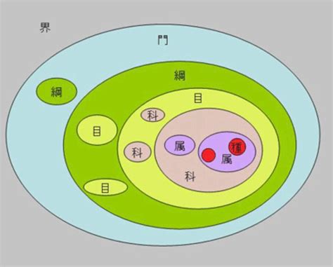 界門綱目科屬種查詢